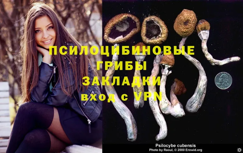 цена   Дмитров  Галлюциногенные грибы Psilocybe 