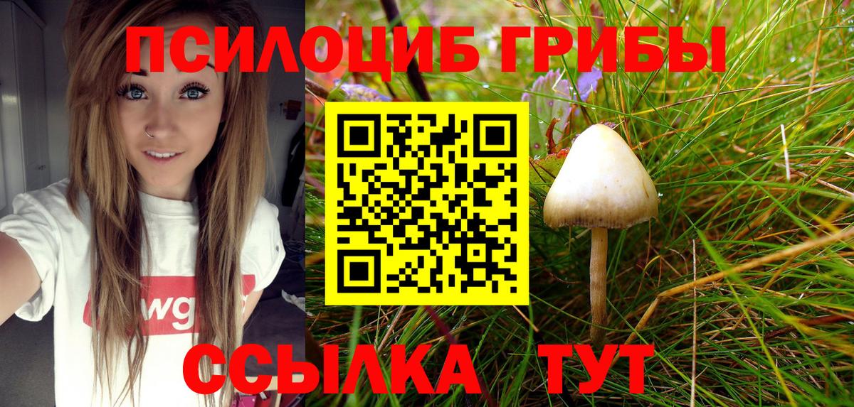 Псилоцибиновые грибы Cubensis Дмитров