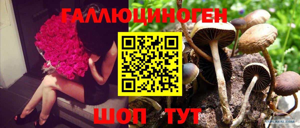 где купить наркотик  Вход с VPN  Дмитров  Галлюциногенные грибы Psilocybe 